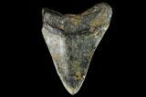 Bargain, Fossil Megalodon Tooth - North Carolina #124766-1